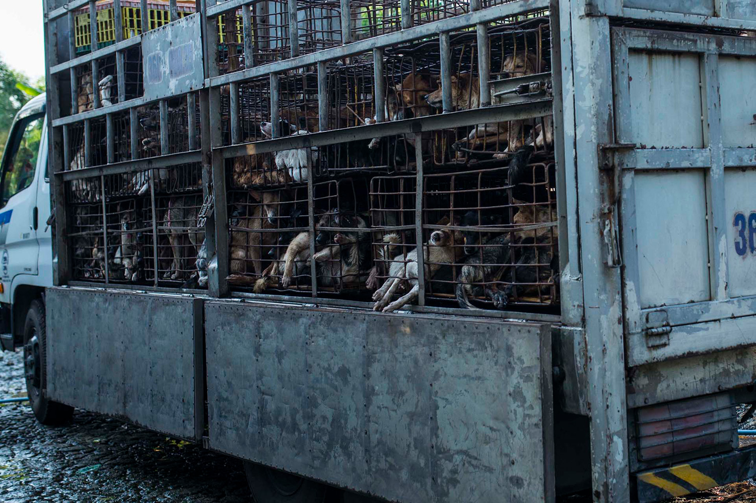 to market dogs