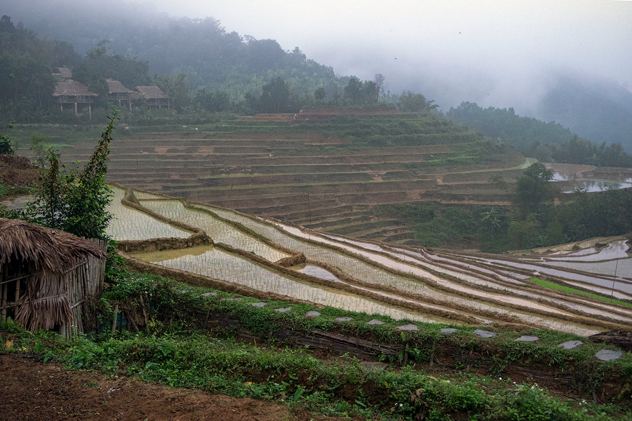 Pu Luong Planting