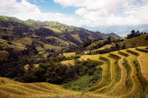 Hoang Su Phi Golden Rice Terraces
