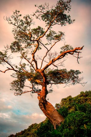 Nam Du Tree
