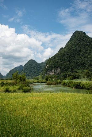 Phong Nam Rice River
