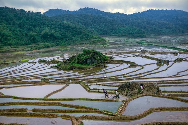 Pu Luong Planting