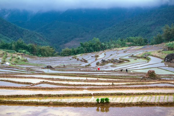 Pu Luong Planting