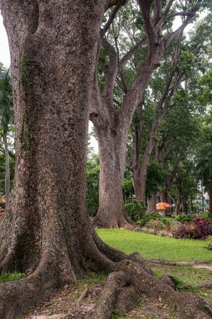 Saigon Zoo Park