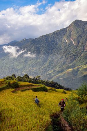 Sapa Rice and Mountains